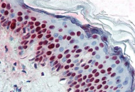 Immunohistochemistry (Formalin/PFA-fixed paraffin-embedded sections) - Anti-Aly/Ref antibody [11G5] (AB6141)