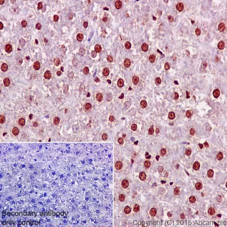 Immunohistochemistry (Formalin/PFA-fixed paraffin-embedded sections) - Anti-Aly/Ref antibody [EPR17942] (AB202894)