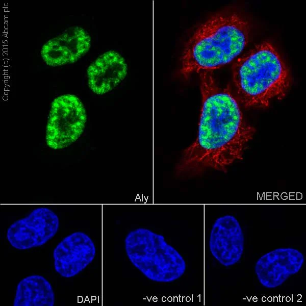 Immunocytochemistry/ Immunofluorescence - Anti-Aly/Ref antibody [EPR17942] - BSA and Azide free (AB240364)