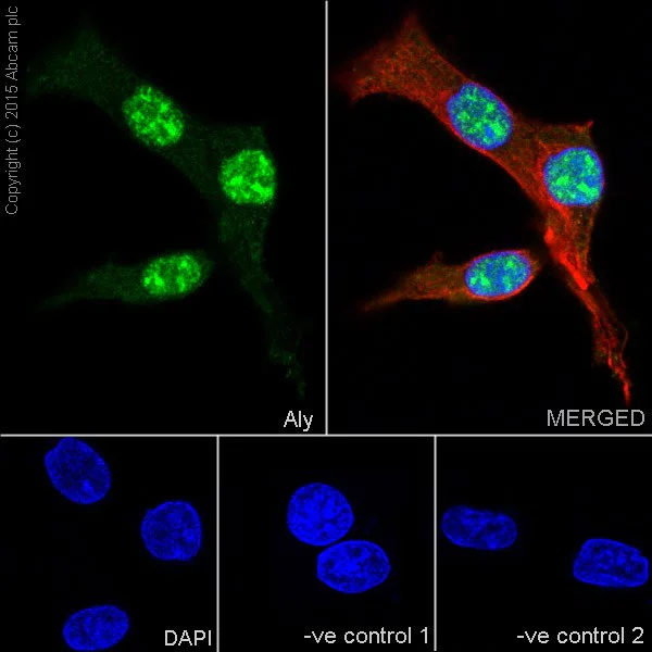 Immunocytochemistry/ Immunofluorescence - Anti-Aly/Ref antibody [EPR17942] - BSA and Azide free (AB240364)