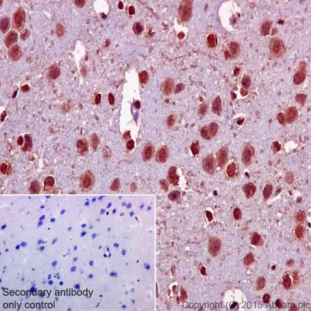 Immunohistochemistry (Formalin/PFA-fixed paraffin-embedded sections) - Anti-Aly/Ref antibody [EPR17942] - BSA and Azide free (AB240364)