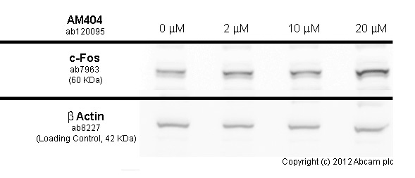 Functional Studies - AM404, Anandamide transport inhibitor (AB120095), expandable thumbnail