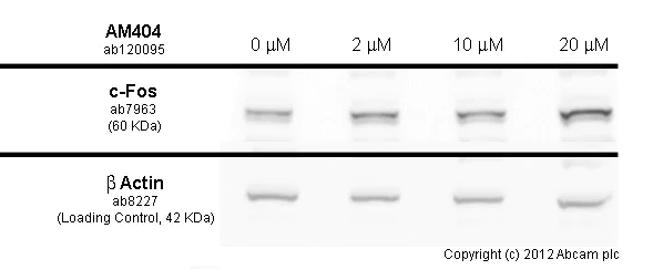 Functional Studies - AM404, Anandamide transport inhibitor (AB120095)