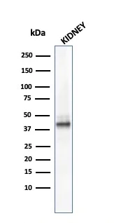 Western blot - Anti-AMACR antibody [AMACR/1864] - BSA and Azide free (AB268183)