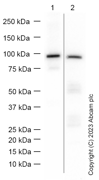 Western blot - Anti-AMBN antibody [EPR8317] (AB155950), expandable thumbnail