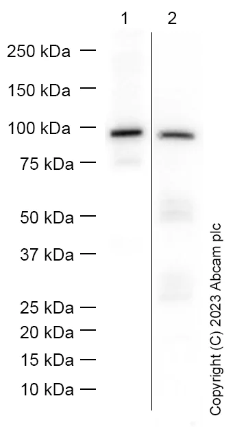 Western blot - Anti-AMBN antibody [EPR8317] - BSA and Azide free (AB249205)