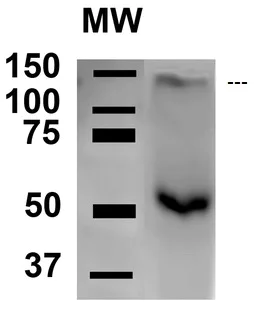 Western blot - Anti-AMBRA1 antibody (AB223351)