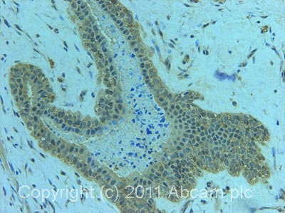 Immunohistochemistry (Formalin/PFA-fixed paraffin-embedded sections) - Anti-AMBRA1 antibody (AB59141)