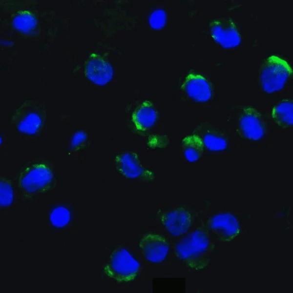 Immunocytochemistry/ Immunofluorescence - Anti-AMBRA1 antibody (AB69501)