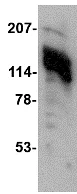 Western blot - Anti-AMBRA1 antibody (AB69501)