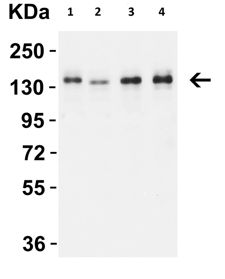 Western blot - Anti-AMBRA1 antibody (AB69501)