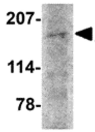 Western blot - Anti-AMBRA1 antibody (AB69503)