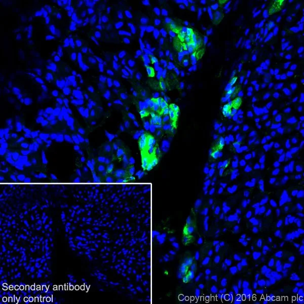 Immunohistochemistry (Frozen sections) - Anti-AMCase antibody [EPR19984] (AB207169)