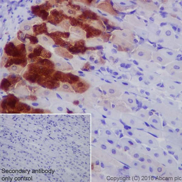 Immunohistochemistry (Formalin/PFA-fixed paraffin-embedded sections) - Anti-AMCase antibody [EPR19984] - BSA and Azide free (AB251465)