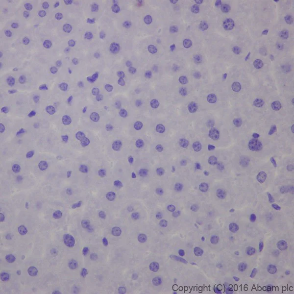 Immunohistochemistry (Formalin/PFA-fixed paraffin-embedded sections) - Anti-AMCase antibody [EPR19984] - BSA and Azide free (AB251465)