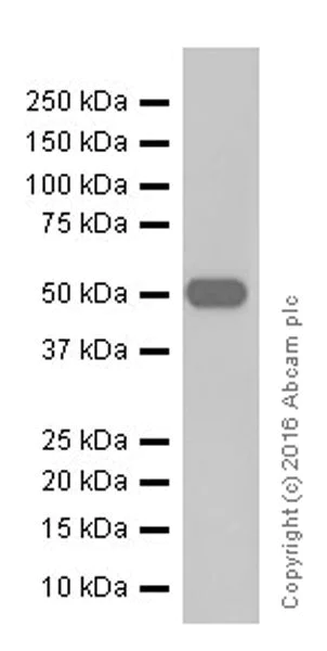 Western blot - Anti-AMCase antibody [EPR19984] - BSA and Azide free (AB251465)
