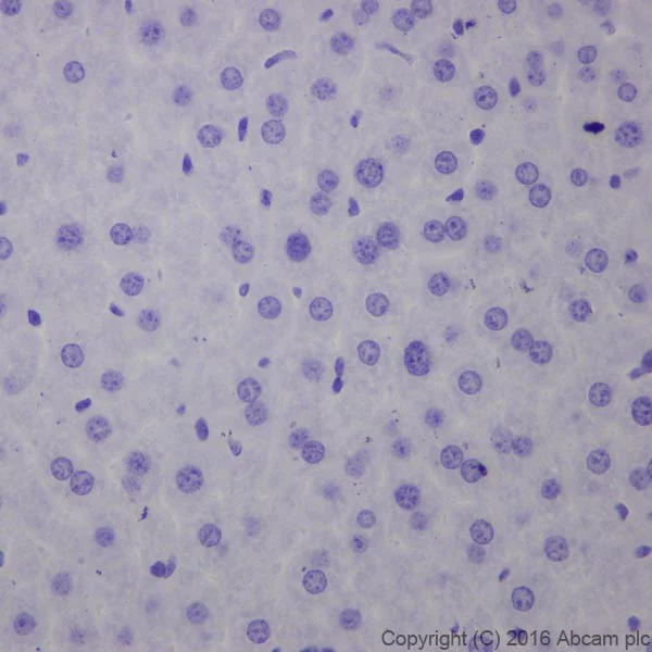 Immunohistochemistry (Formalin/PFA-fixed paraffin-embedded sections) - Anti-AMCase antibody [EPR19985] (AB207168)