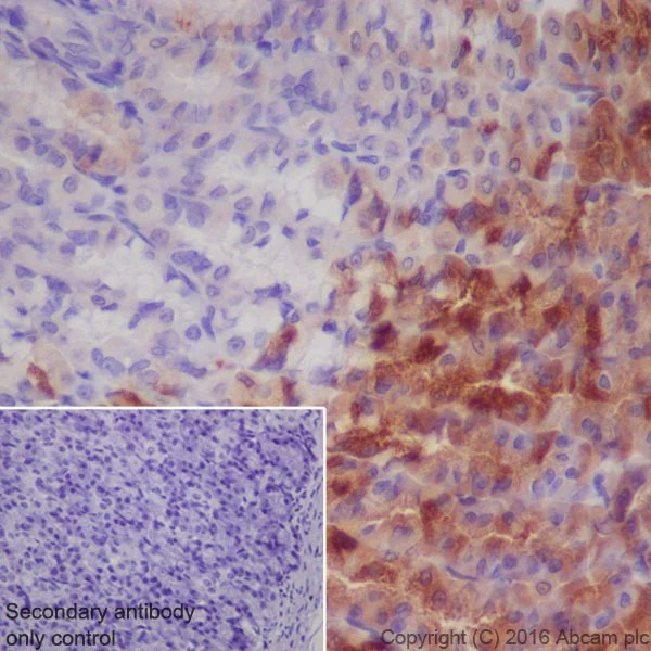 Immunohistochemistry (Formalin/PFA-fixed paraffin-embedded sections) - Anti-AMCase antibody [EPR19985] (AB207168)