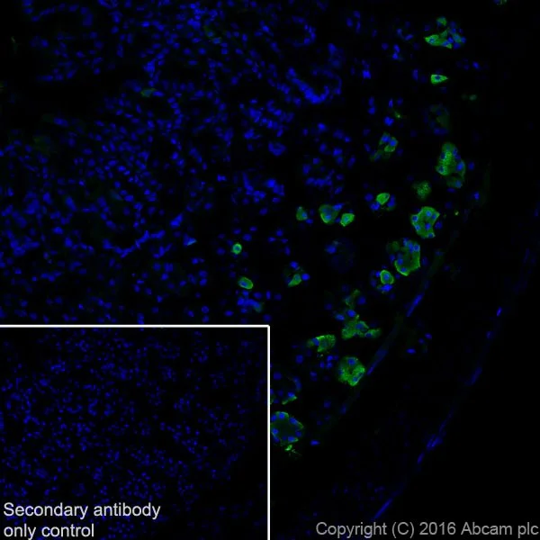 Immunohistochemistry (Frozen sections) - Anti-AMCase antibody [EPR19985] (AB207168)