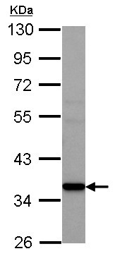 Western blot - Anti-AMD1 antibody (AB127576)