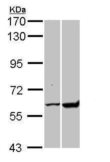 Western blot - Anti-AMF antibody (AB227472), expandable thumbnail
