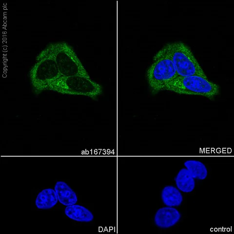 Immunocytochemistry/ Immunofluorescence - Anti-AMF antibody [EPR11663(B)] (AB167394)