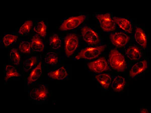 Immunocytochemistry/ Immunofluorescence - Anti-AMF antibody [EPR11663(B)] (AB167394)