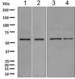 Western blot - Anti-AMF antibody [EPR11663(B)] (AB167394)