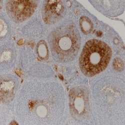 Immunohistochemistry (Formalin/PFA-fixed paraffin-embedded sections) - Anti-AMH antibody [5/6] (AB24542), expandable thumbnail