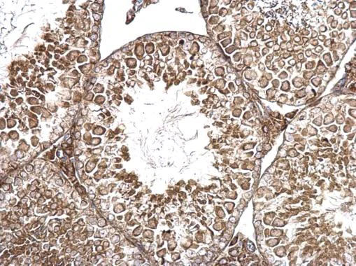 Immunohistochemistry (Formalin/PFA-fixed paraffin-embedded sections) - Anti-AMH antibody - C-terminal (AB229212)