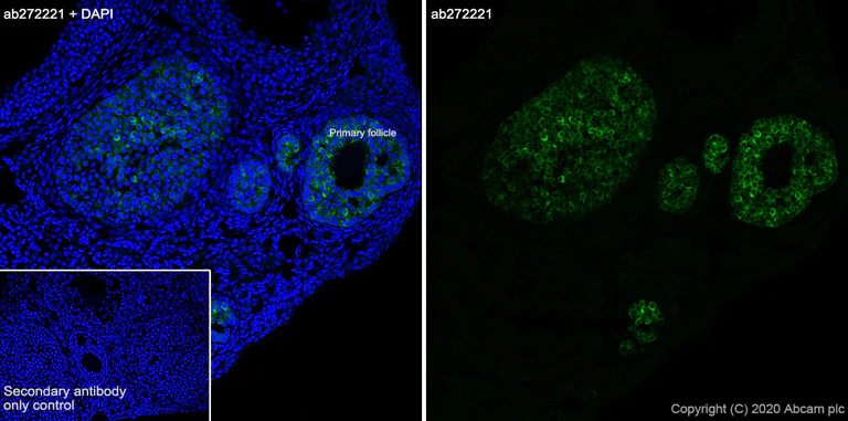 Immunohistochemistry (Frozen sections) - Anti-AMH antibody [EPR23380-171] (AB272221)