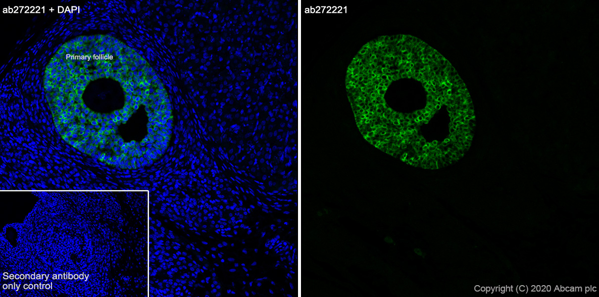Immunohistochemistry (Frozen sections) - Anti-AMH antibody [EPR23380-171] - BSA and Azide free (AB272227)