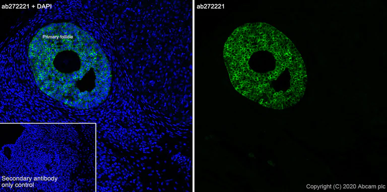 Immunohistochemistry (Frozen sections) - Anti-AMH antibody [EPR23380-171] - BSA and Azide free (AB272227)