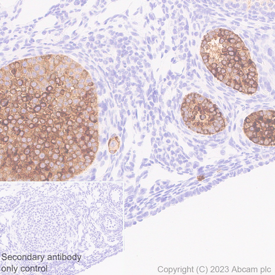 Immunohistochemistry (Formalin/PFA-fixed paraffin-embedded sections) - Anti-AMH antibody [EPR25835-27] - BSA and Azide free (ab313768), expandable thumbnail