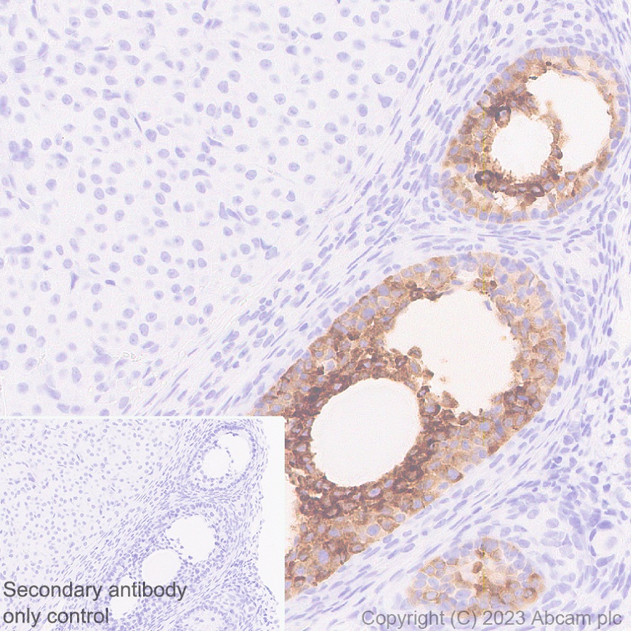 Immunohistochemistry (Formalin/PFA-fixed paraffin-embedded sections) - Anti-AMH antibody [EPR25835-27] - BSA and Azide free (ab313768), expandable thumbnail