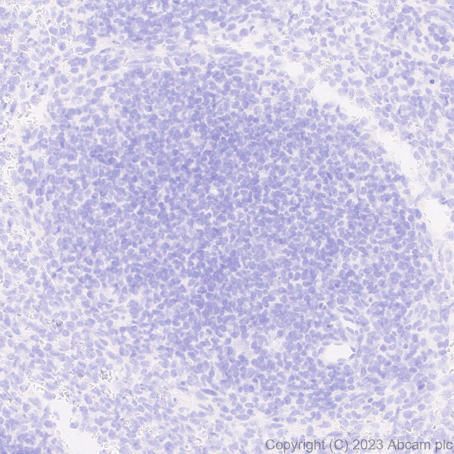 Immunohistochemistry (Formalin/PFA-fixed paraffin-embedded sections) - Anti-AMH antibody [EPR25835-27] - BSA and Azide free (AB313768), expandable thumbnail