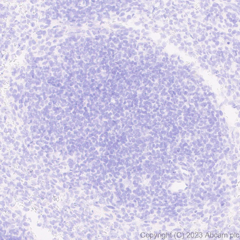 Immunohistochemistry (Formalin/PFA-fixed paraffin-embedded sections) - Anti-AMH antibody [EPR25835-27] - BSA and Azide free (AB313768)