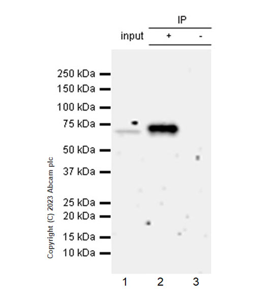 Immunoprecipitation - Anti-AMH antibody [EPR25835-27] - BSA and Azide free (ab313768), expandable thumbnail