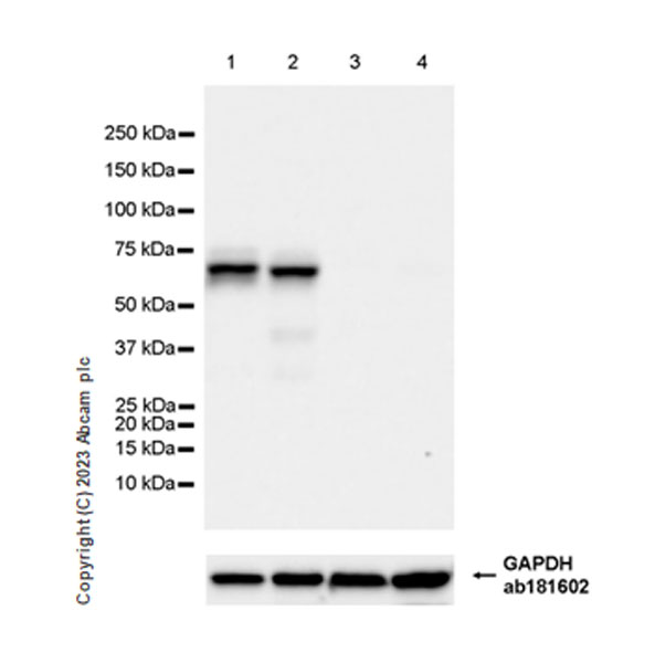 Western blot - Anti-AMH antibody [EPR25835-27] - BSA and Azide free (AB313768), expandable thumbnail
