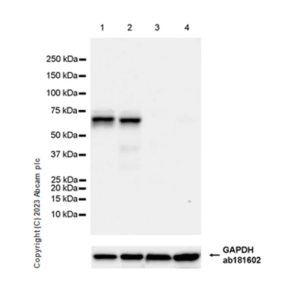 Western blot - Anti-AMH antibody [EPR25835-27] - BSA and Azide free (AB313768)