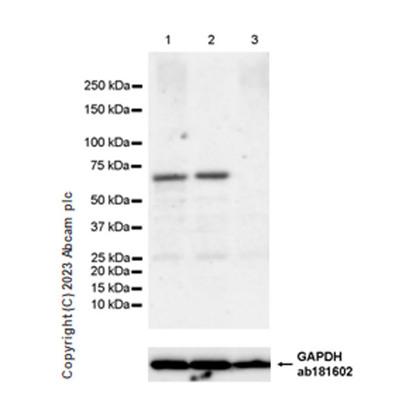 Western blot - Anti-AMH antibody [EPR25835-27] - BSA and Azide free (AB313768), expandable thumbnail