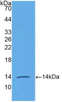 Western blot - Anti-AMH antibody [H1] (AB239491)