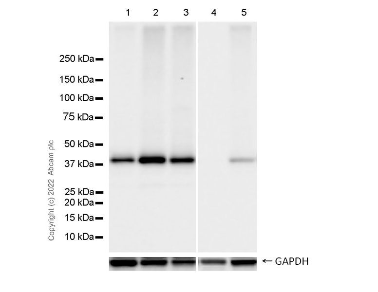 Western blot - Anti-AMID antibody [6D8] - BSA and Azide free (AB302674), expandable thumbnail