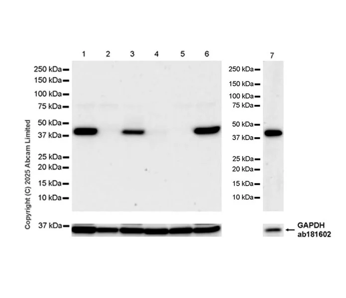 Western blot - Anti-AMID antibody [EPR29828-39] - BSA and Azide free (AB326077)