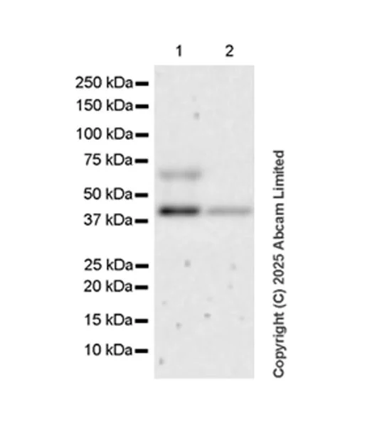 Western blot - Anti-AMID antibody [EPR29828-39] - BSA and Azide free (AB326077)