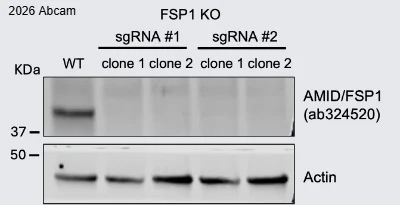 Western blot - Anti-AMID antibody [EPR29828-39] - BSA and Azide free (AB326077)