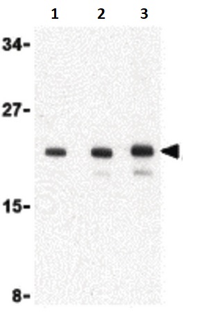 Western blot - Anti-Amino-terminal enhancer of split/AES antibody (AB118881), expandable thumbnail