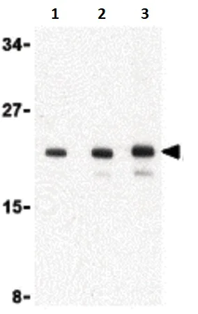 Western blot - Anti-Amino-terminal enhancer of split/AES antibody (AB118881)