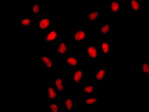 Immunocytochemistry/ Immunofluorescence - Anti-Amino-terminal enhancer of split/AES antibody [EPR8385] (AB137060), expandable thumbnail
