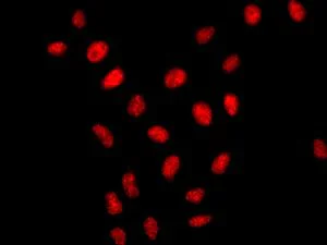 Immunocytochemistry/ Immunofluorescence - Anti-Amino-terminal enhancer of split/AES antibody [EPR8385] (AB137060)